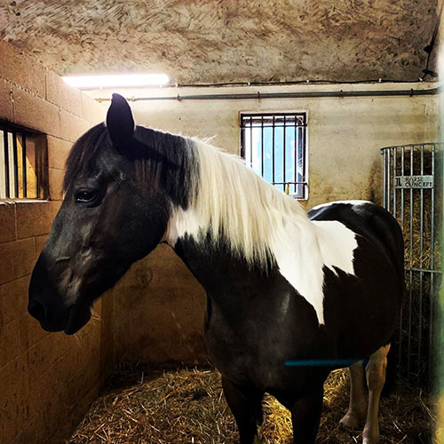 Cheval dans un des boxes individuels.