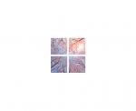IN HOUSE LED Dalle led decorative livre avec driver VIS-SKY-H-22P